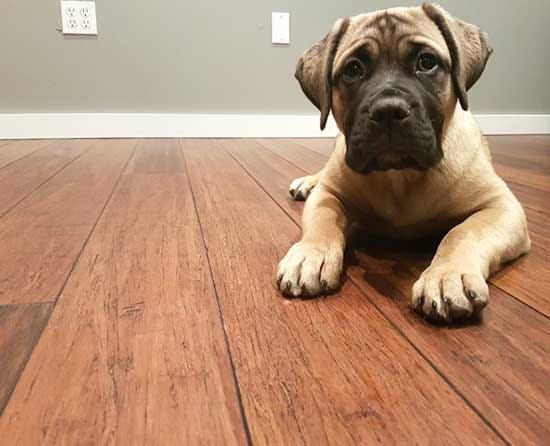 Best Pet Friendly Flooring Guide
